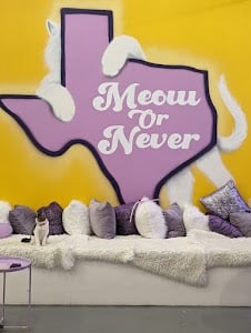 Purrfecto Cat Lounge place picture