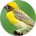 Meeta Morrison profile picture