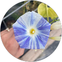 Sarah Gawriluk profile picture