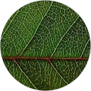 Annarose Harris profile picture