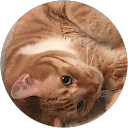 Catt profile picture